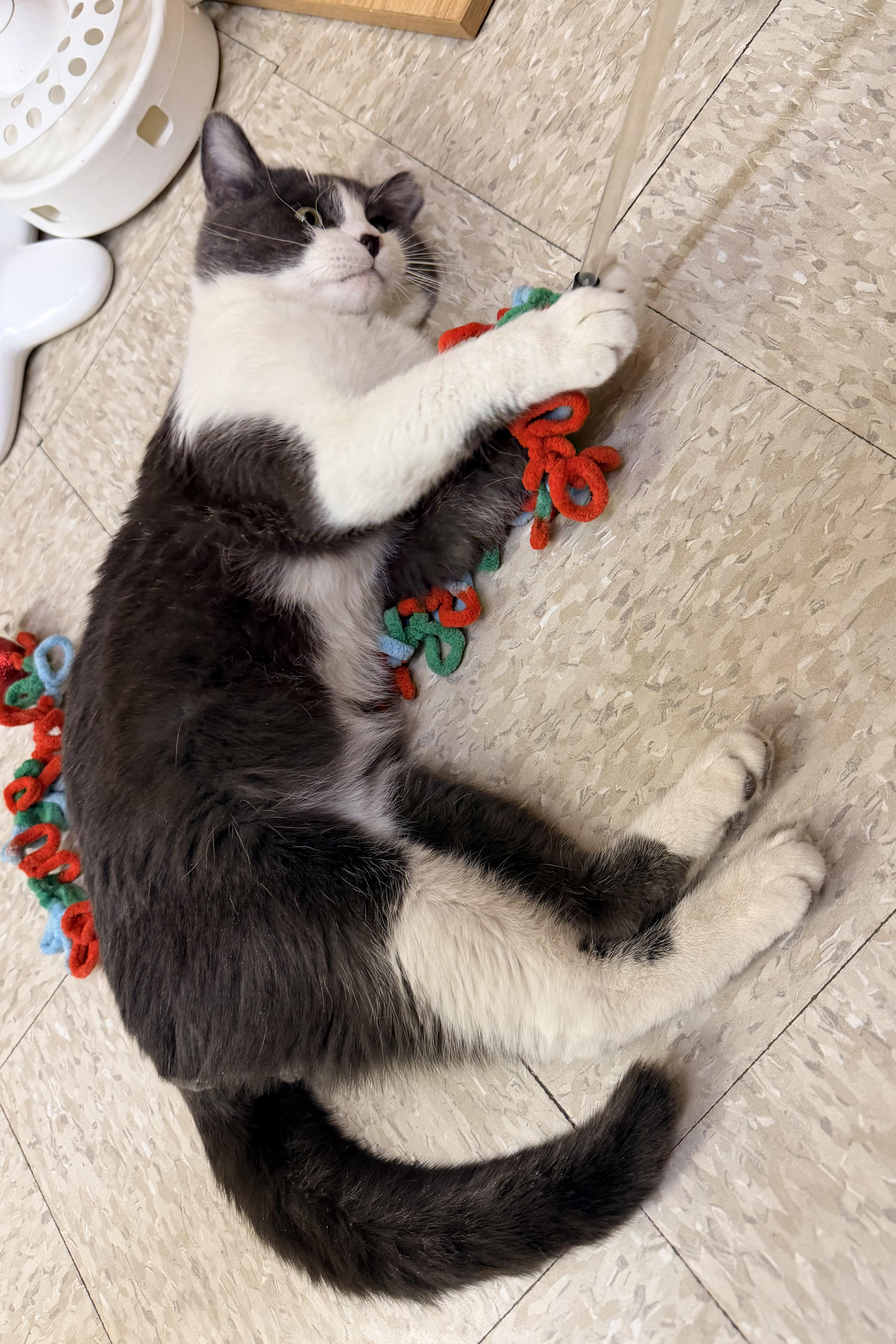 Dutton, a Adoptable mixed breed in Albuquerque, NM image 6/6