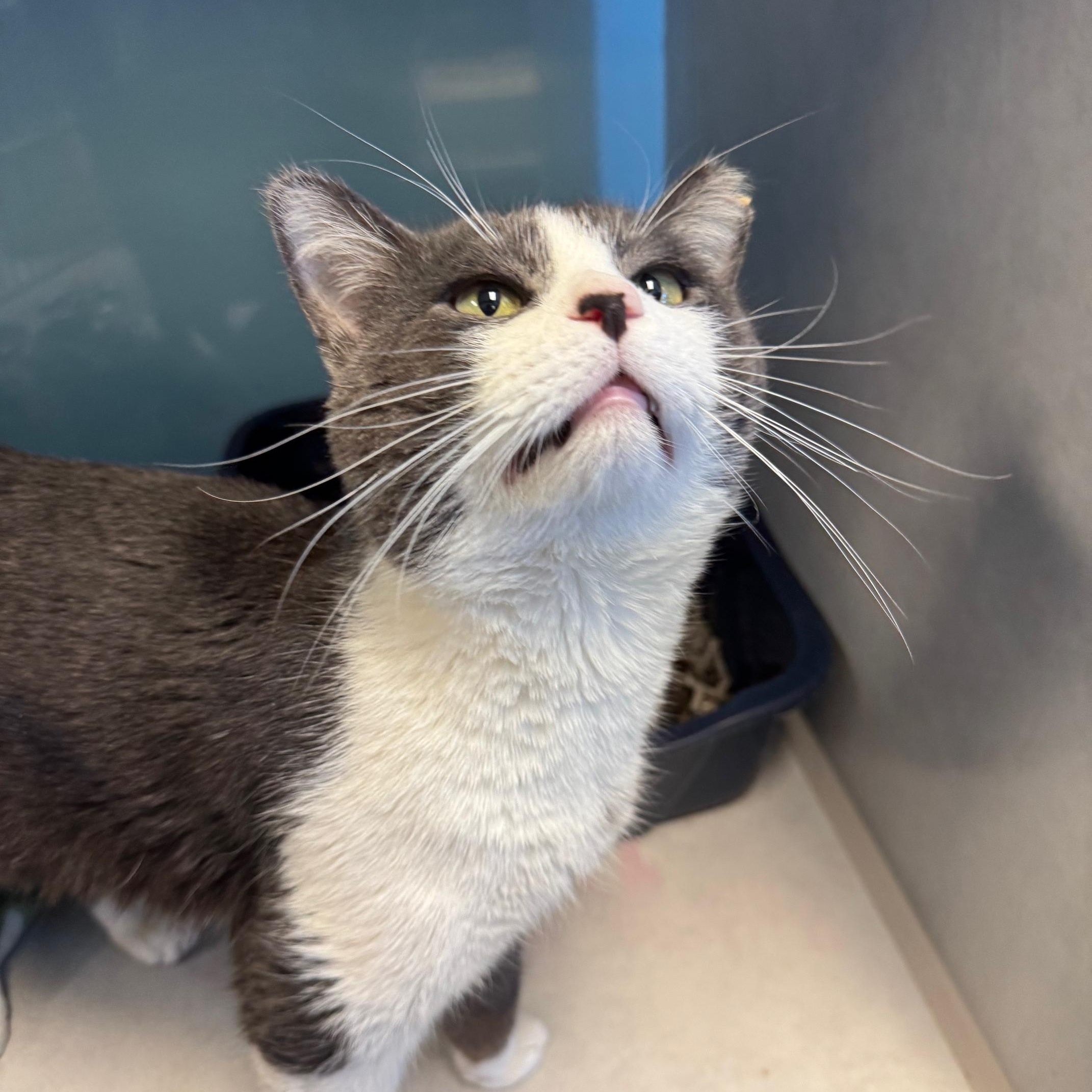 Dutton, Adoptable, Young Male Domestic Short Hair.