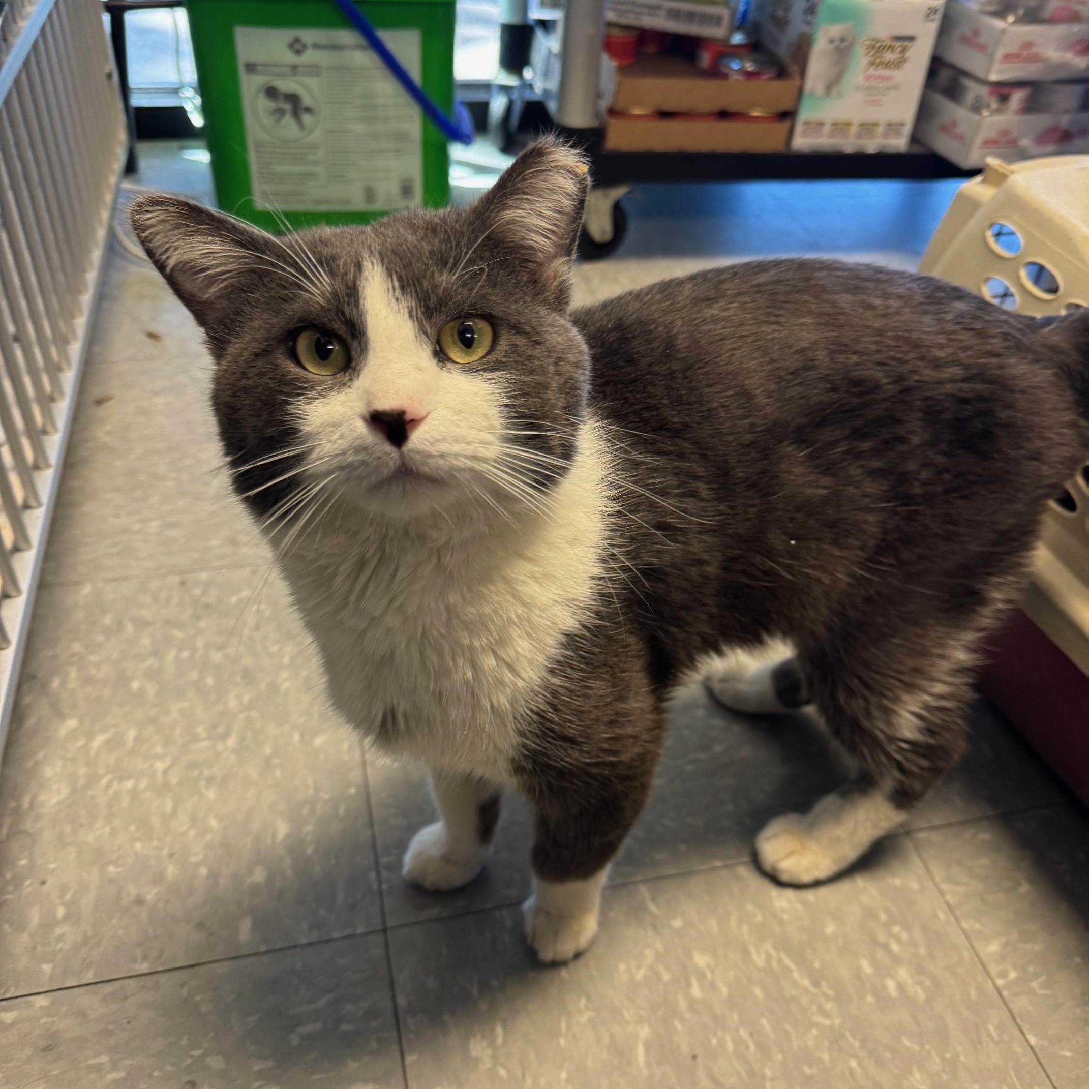 Dutton, a Adoptable mixed breed in Albuquerque, NM image 3/6