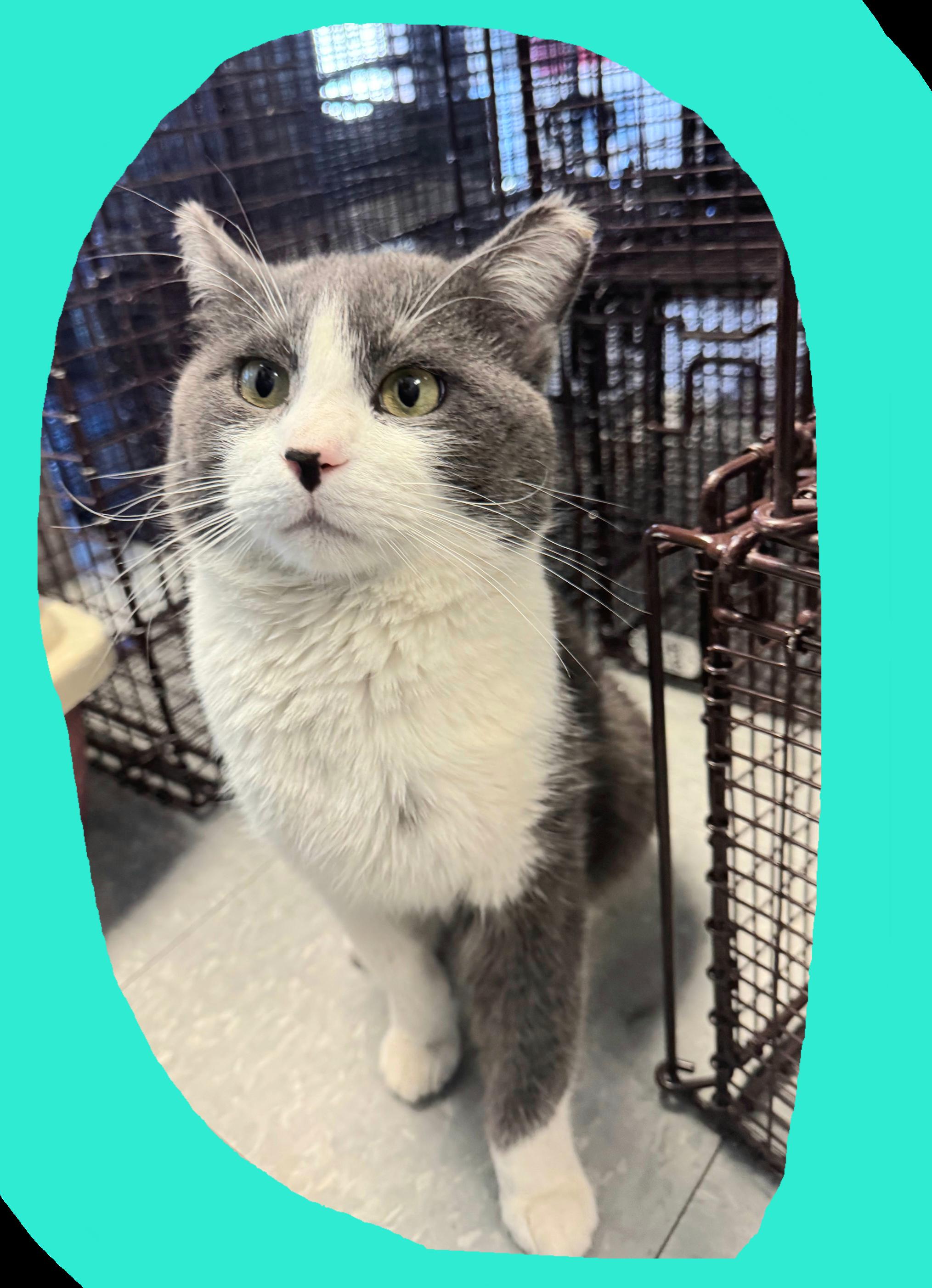 Dutton, a Adoptable mixed breed in Albuquerque, NM image 4/6