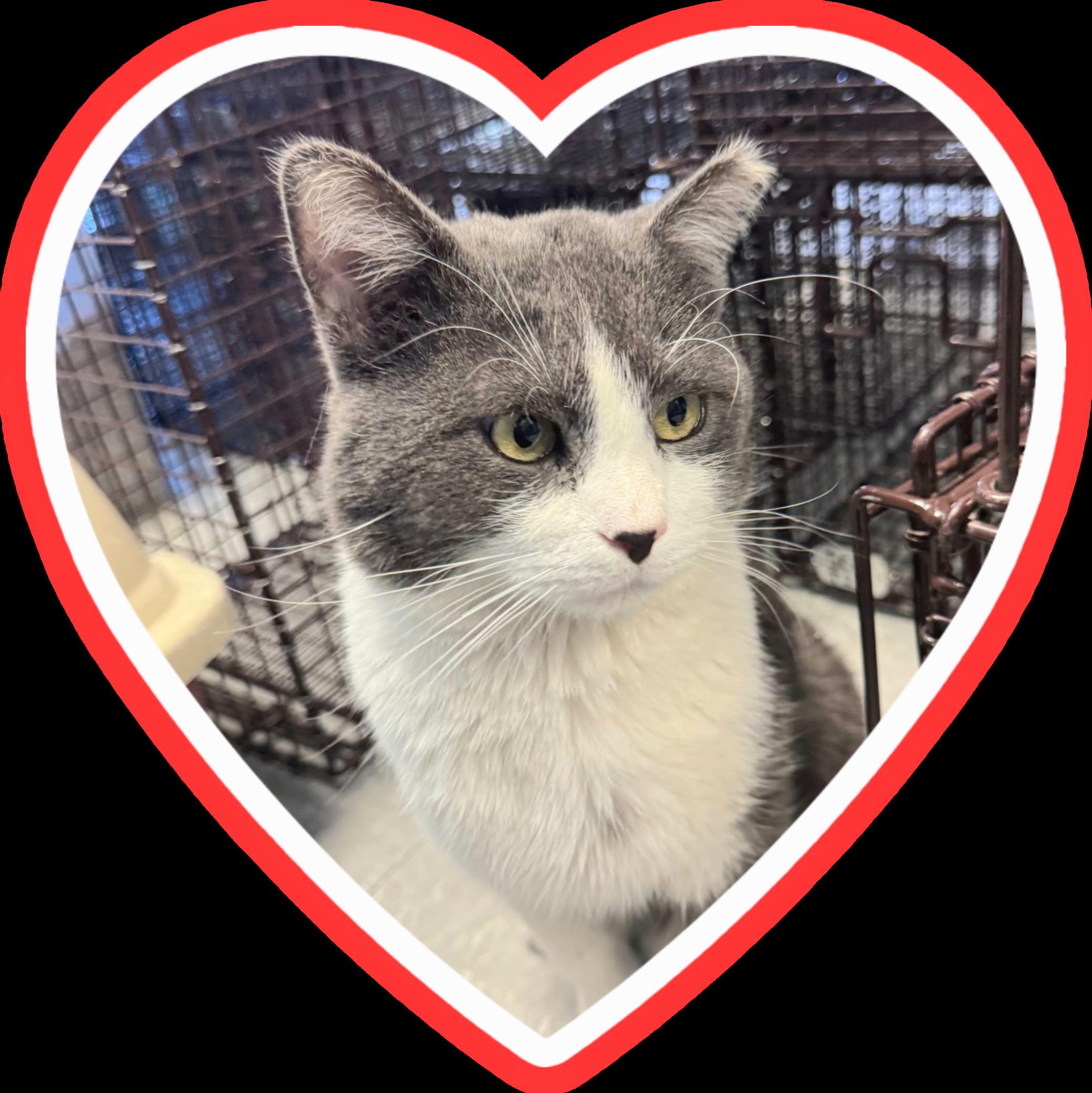 Dutton, a Adoptable mixed breed in Albuquerque, NM image 5/6