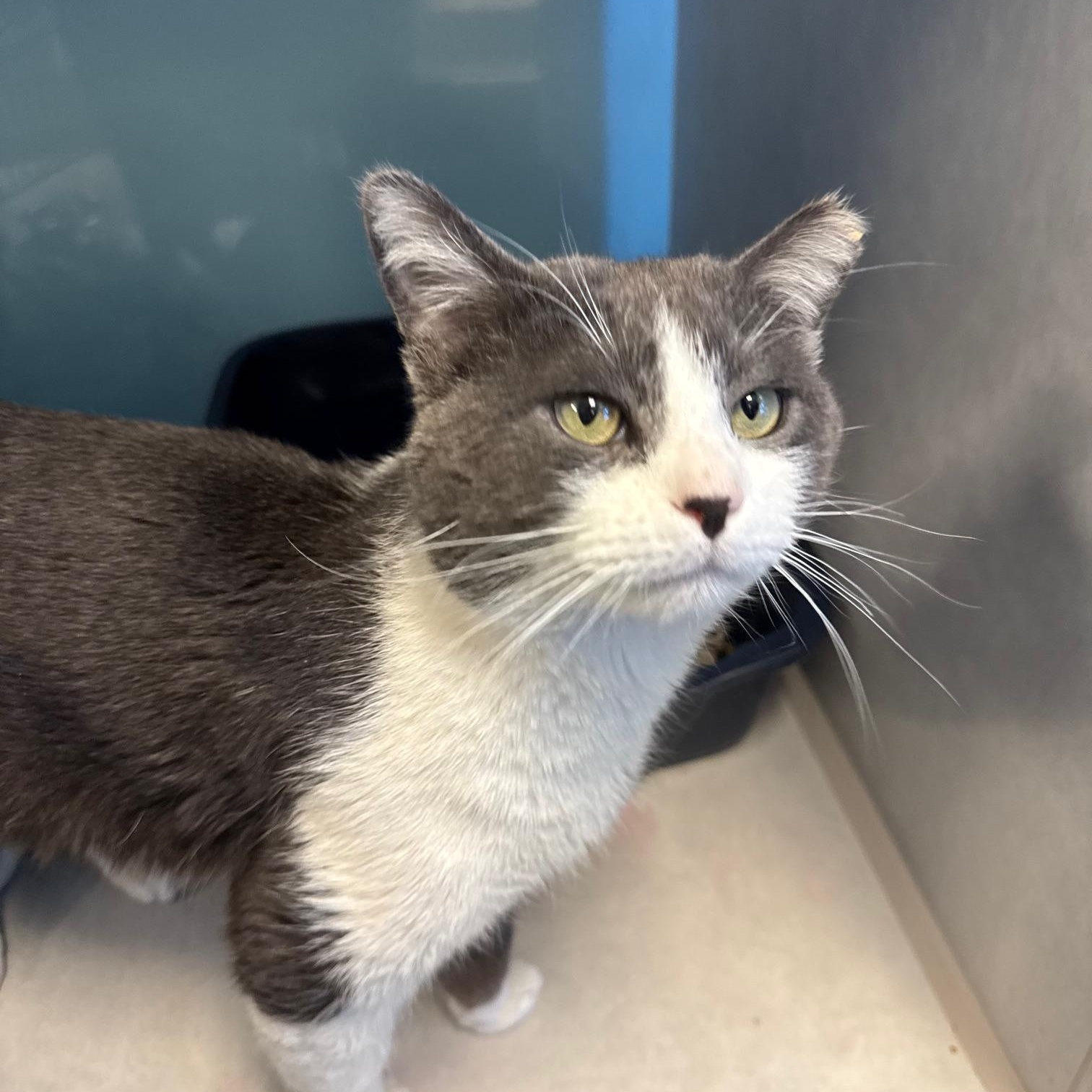 Dutton, a Adoptable mixed breed in Albuquerque, NM image 2/6