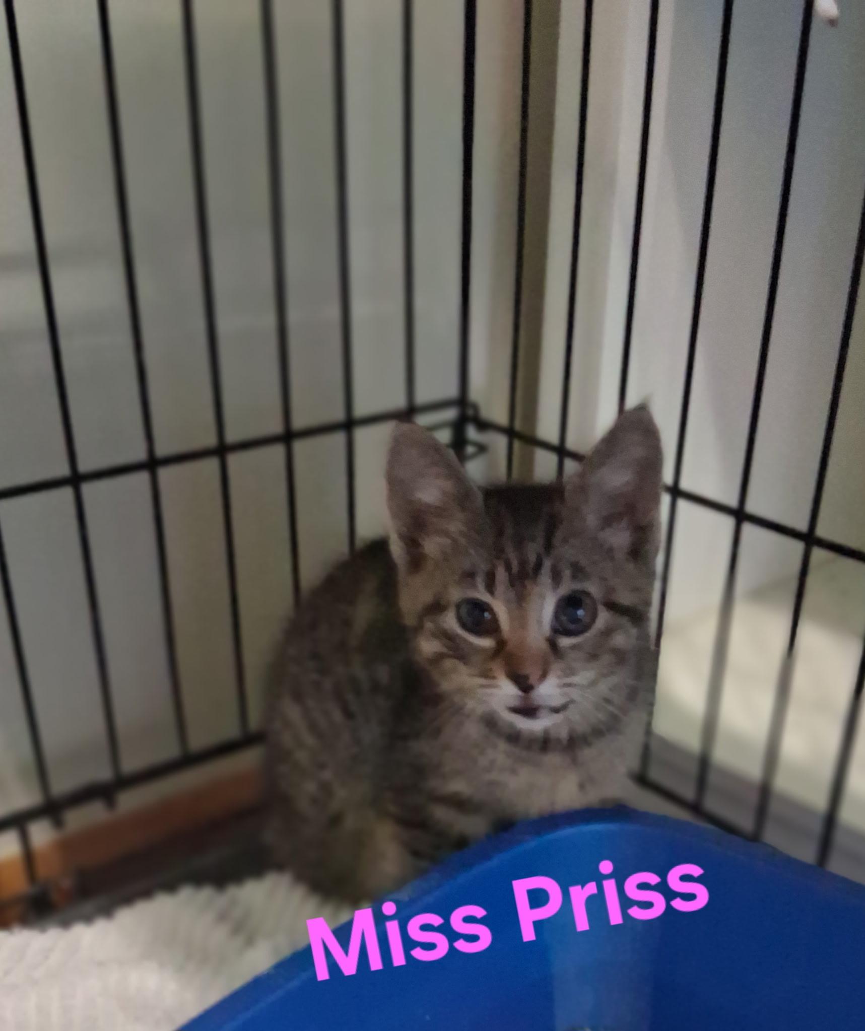 Miss Priss, Adoptable, Kitten Female Domestic Medium Hair.
