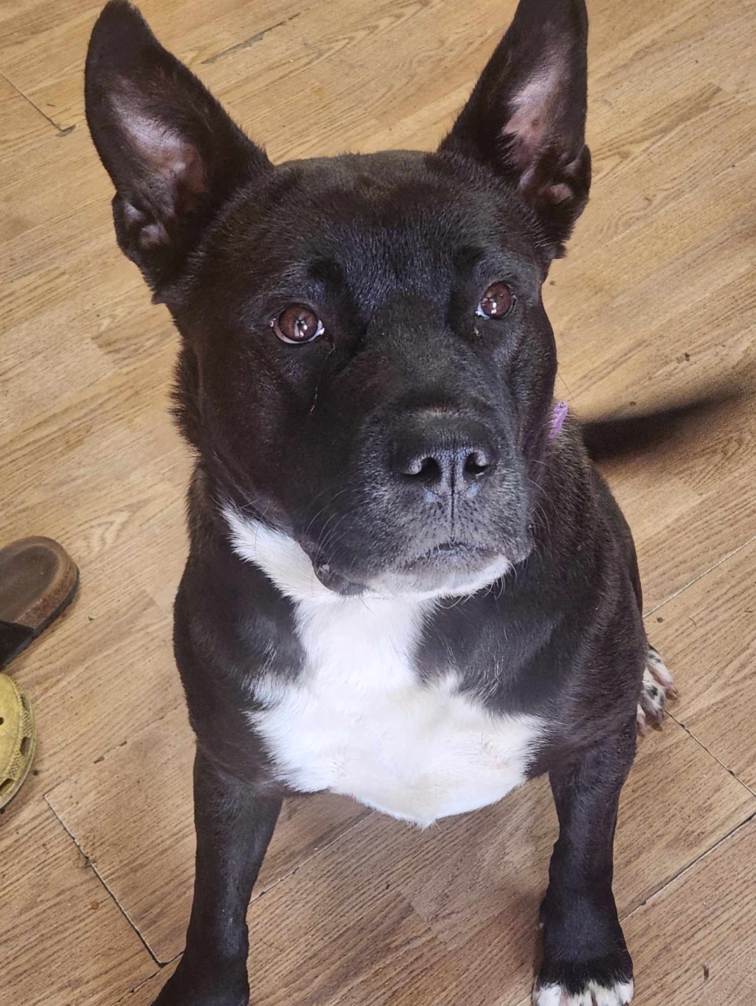 CoCo, a Adoptable Akita in Winnipeg, MB image 3/5