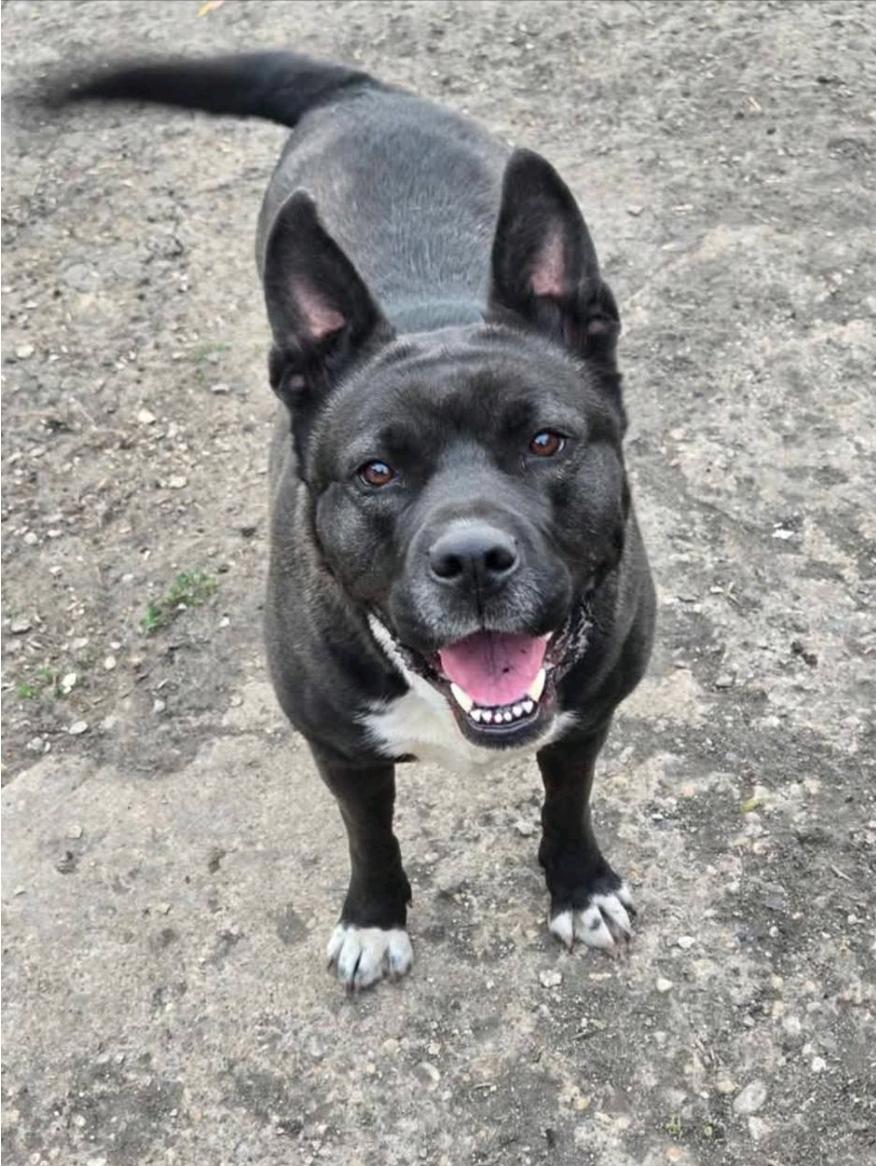 CoCo, a Adoptable Akita in Winnipeg, MB image 2/5