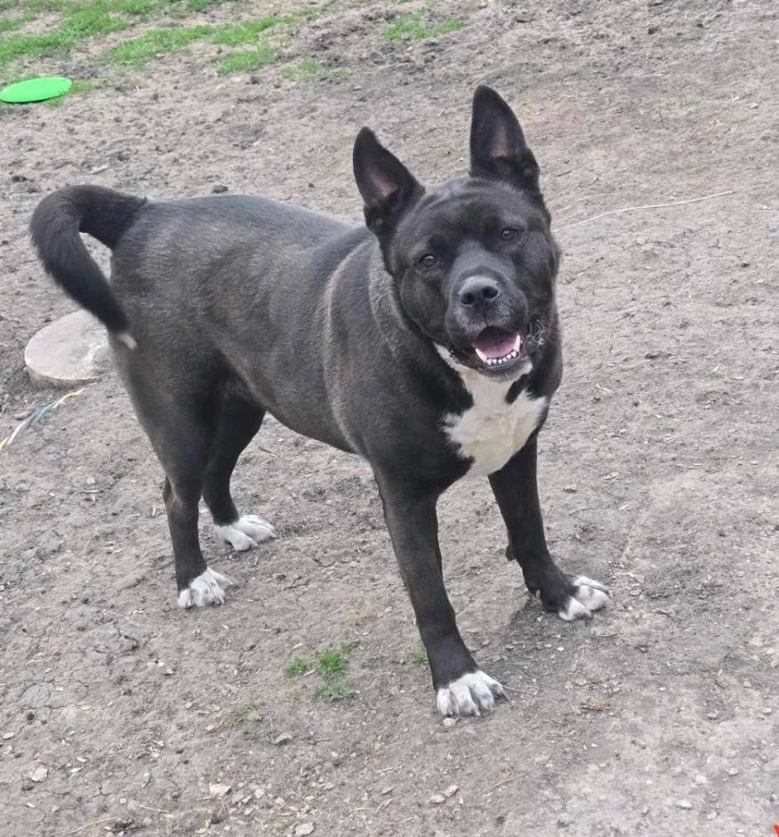 CoCo, a Adoptable Akita in Winnipeg, MB image 1/5