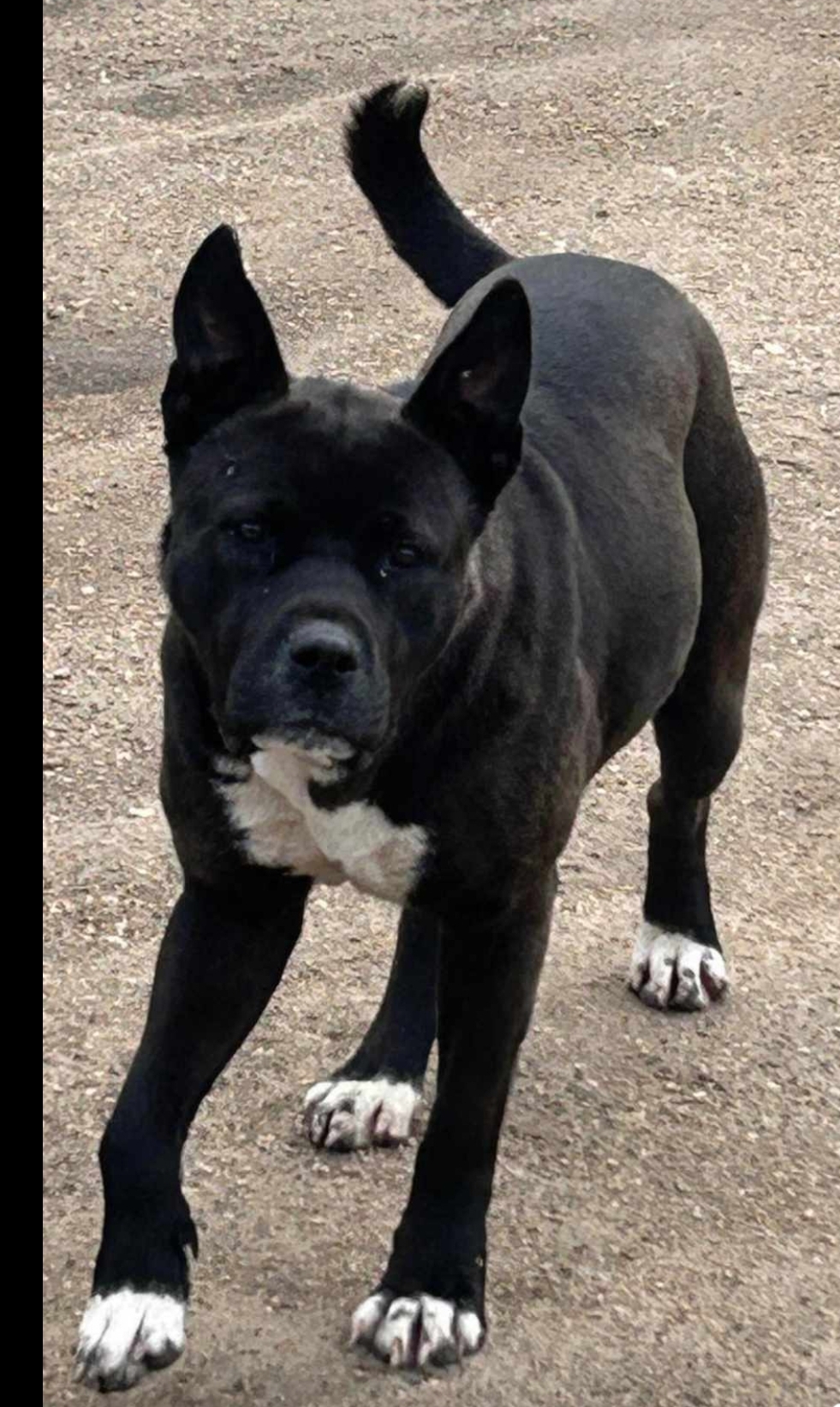 CoCo, a Adoptable Akita in Winnipeg, MB image 4/5