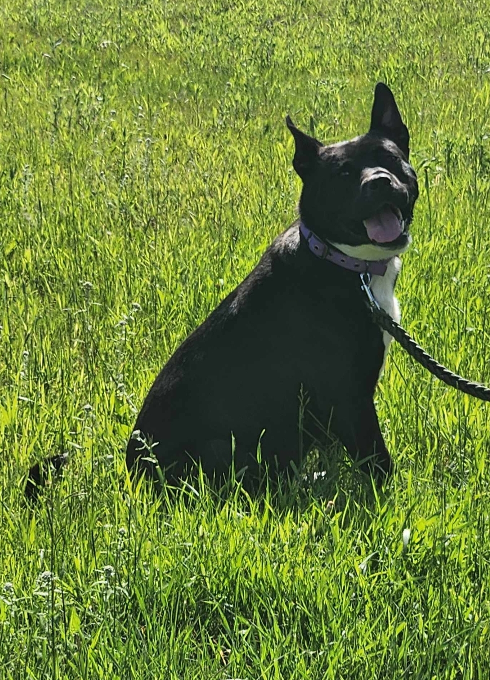 CoCo, a Adoptable Akita in Winnipeg, MB image 5/5