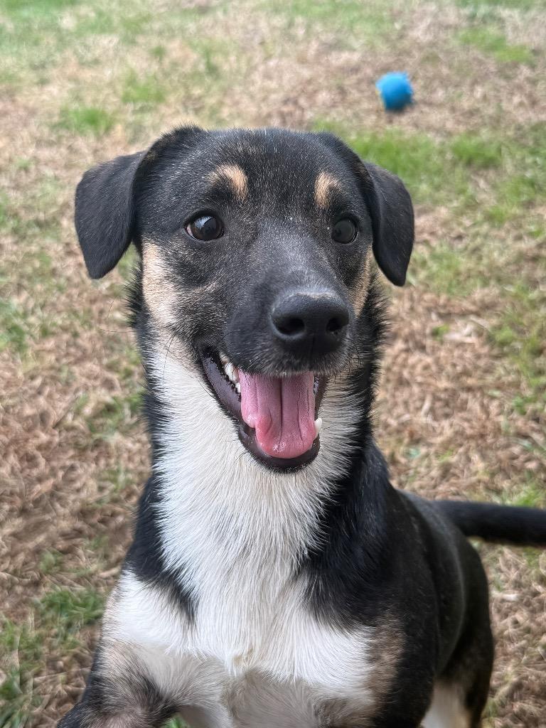 Petey, Adoptable, Adult Male Mixed Breed.