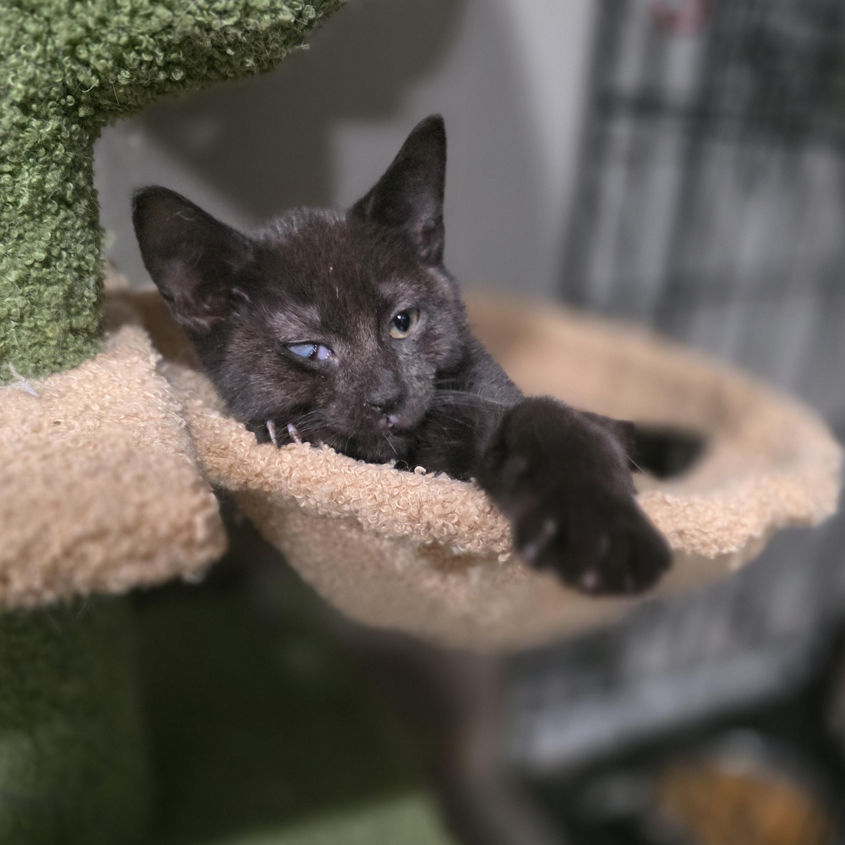 Enlarge Emmett, a Adoptable Domestic Short Hair in Mastic beach, NY image 5/6