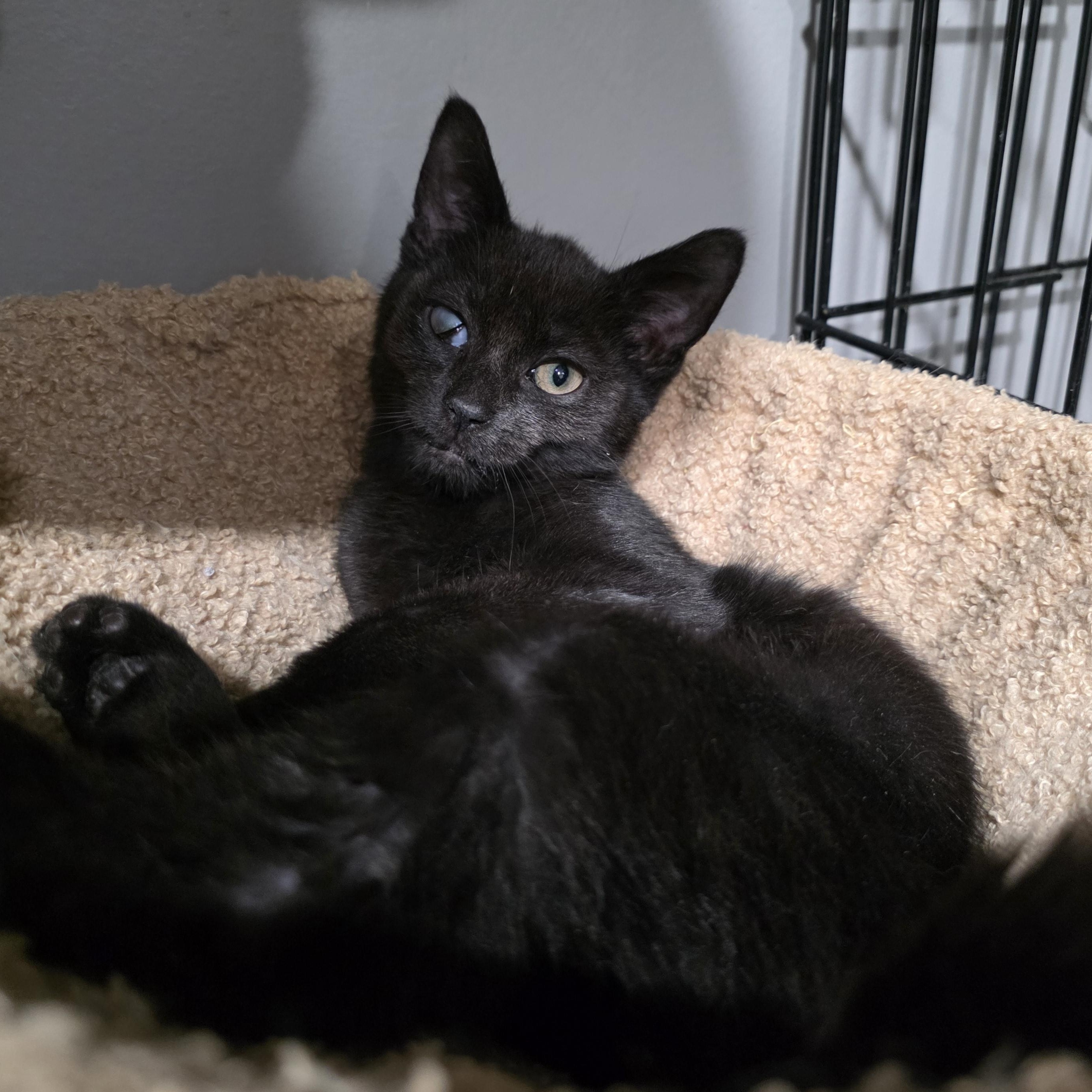 Enlarge Emmett, a Adoptable Domestic Short Hair in Mastic beach, NY image 4/6