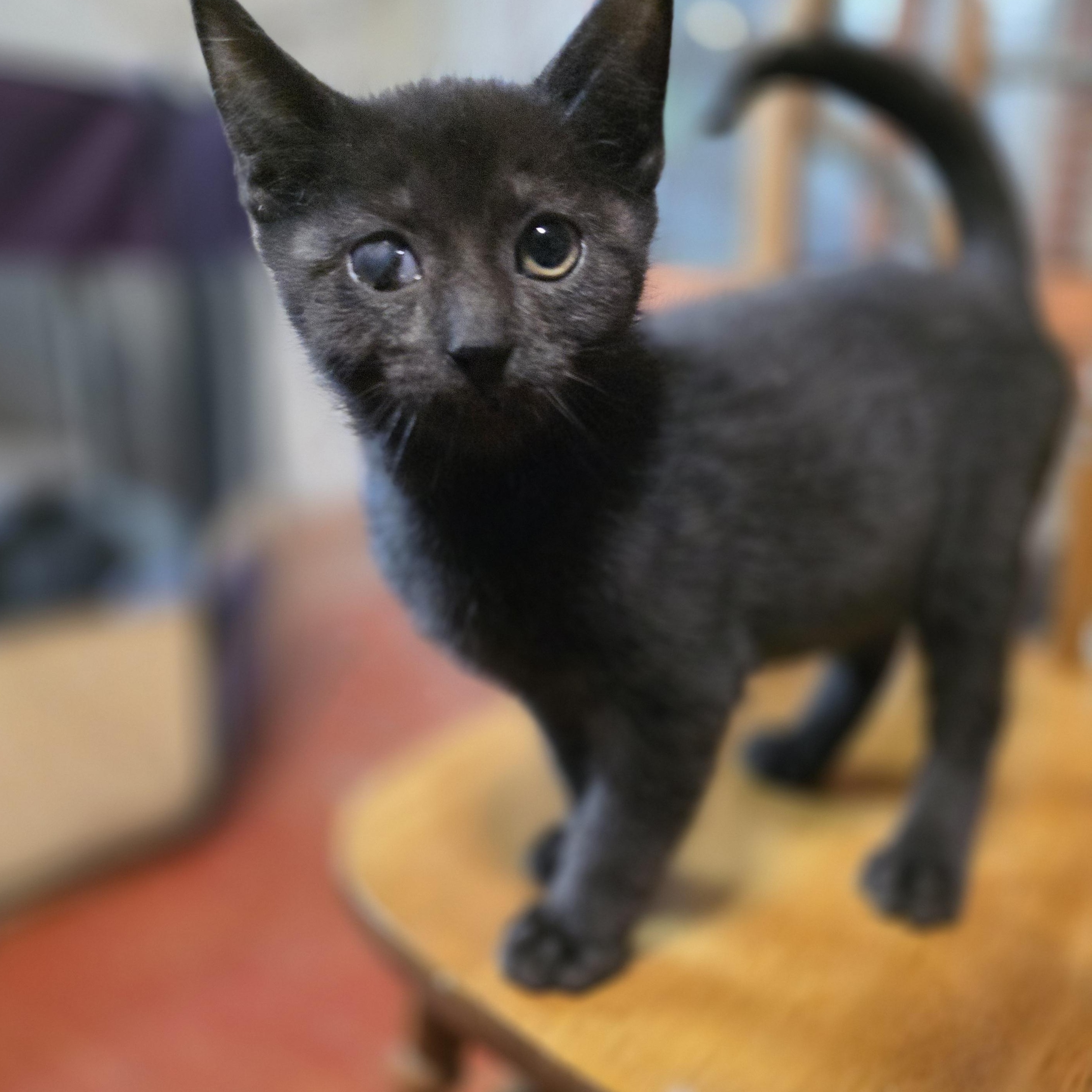 Enlarge Emmett, a Adoptable Domestic Short Hair in Mastic beach, NY image 1/6