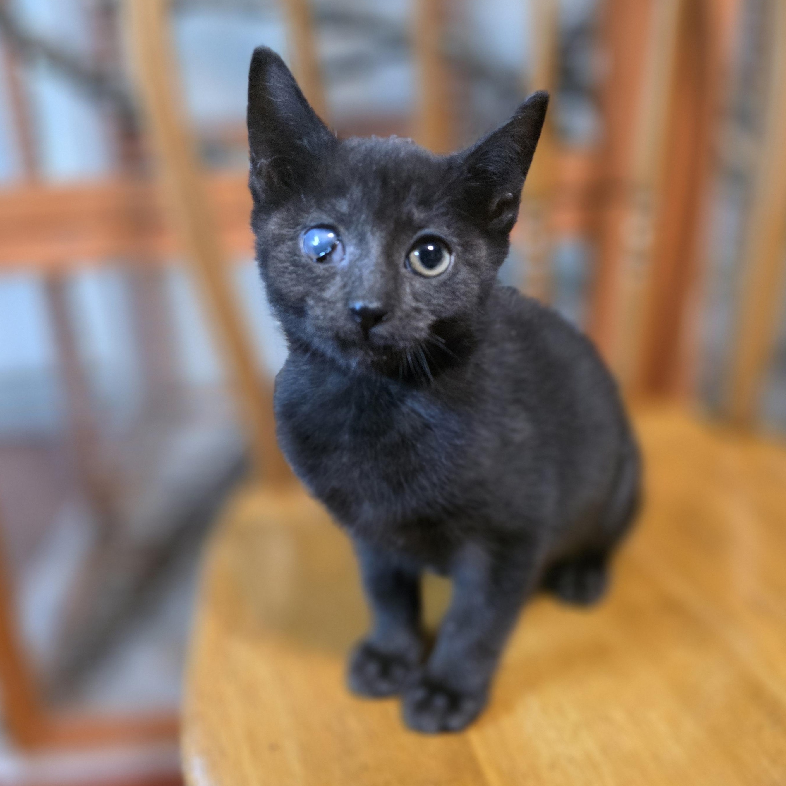 Enlarge Emmett, a Adoptable Domestic Short Hair in Mastic beach, NY image 2/6