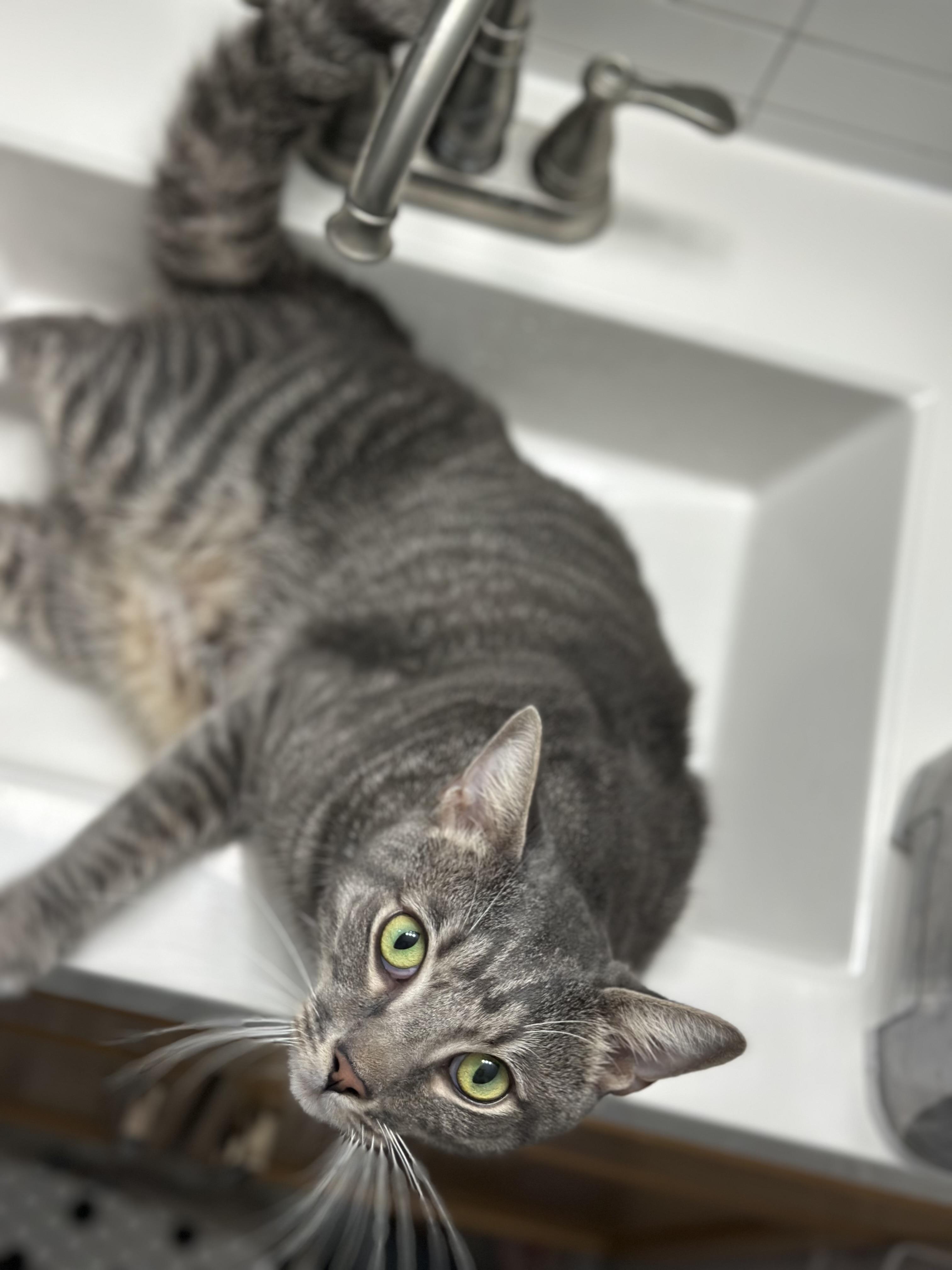 Seymour Charlie (owner died) VIDEO!! Talker! Loves pets (and sinks)!, a ADOPTABLE Domestic Short Hair in Port Orange, FL image 3/6