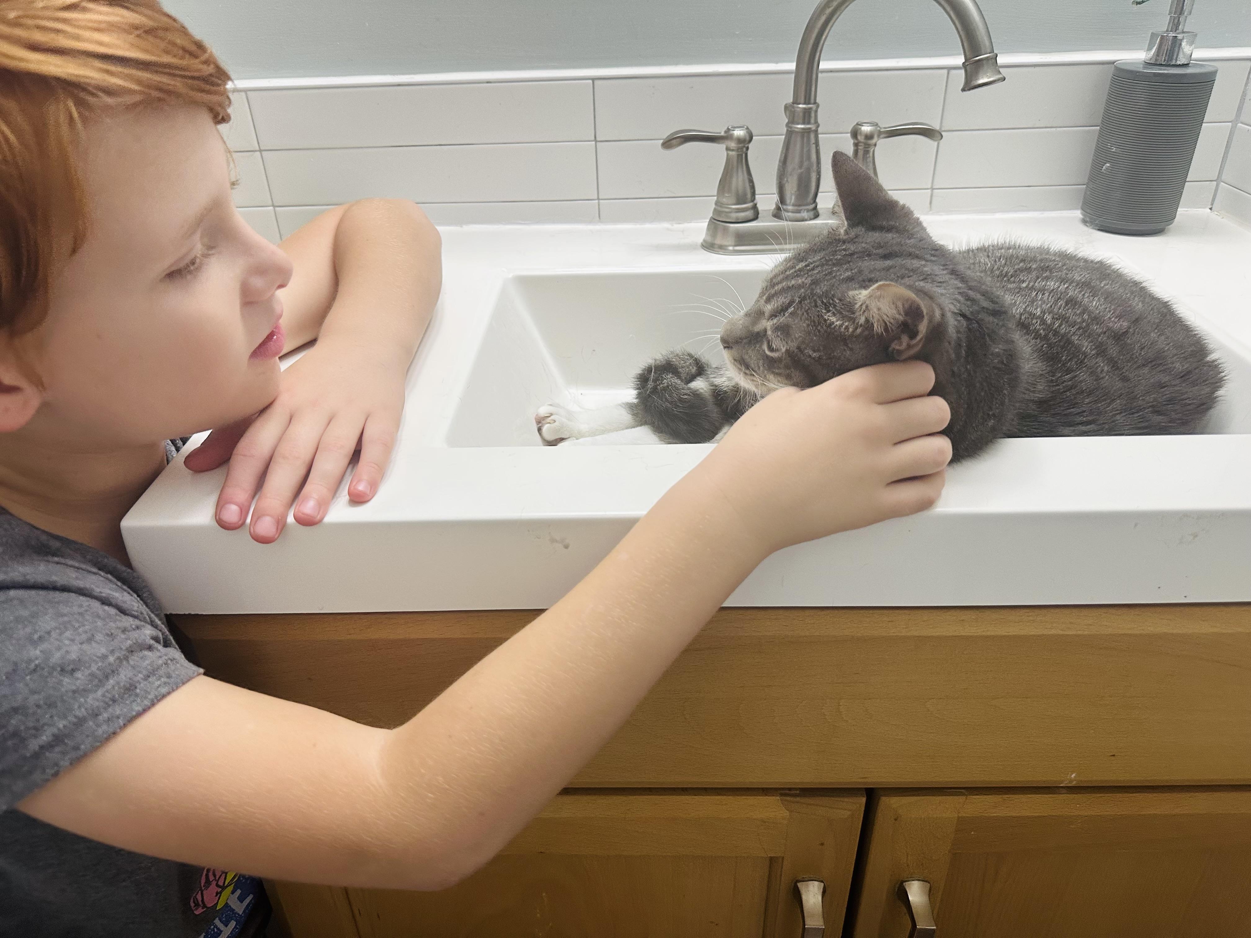 Seymour Charlie (owner died) VIDEO!! Talker! Loves pets (and sinks)!, a ADOPTABLE Domestic Short Hair in Port Orange, FL image 2/6