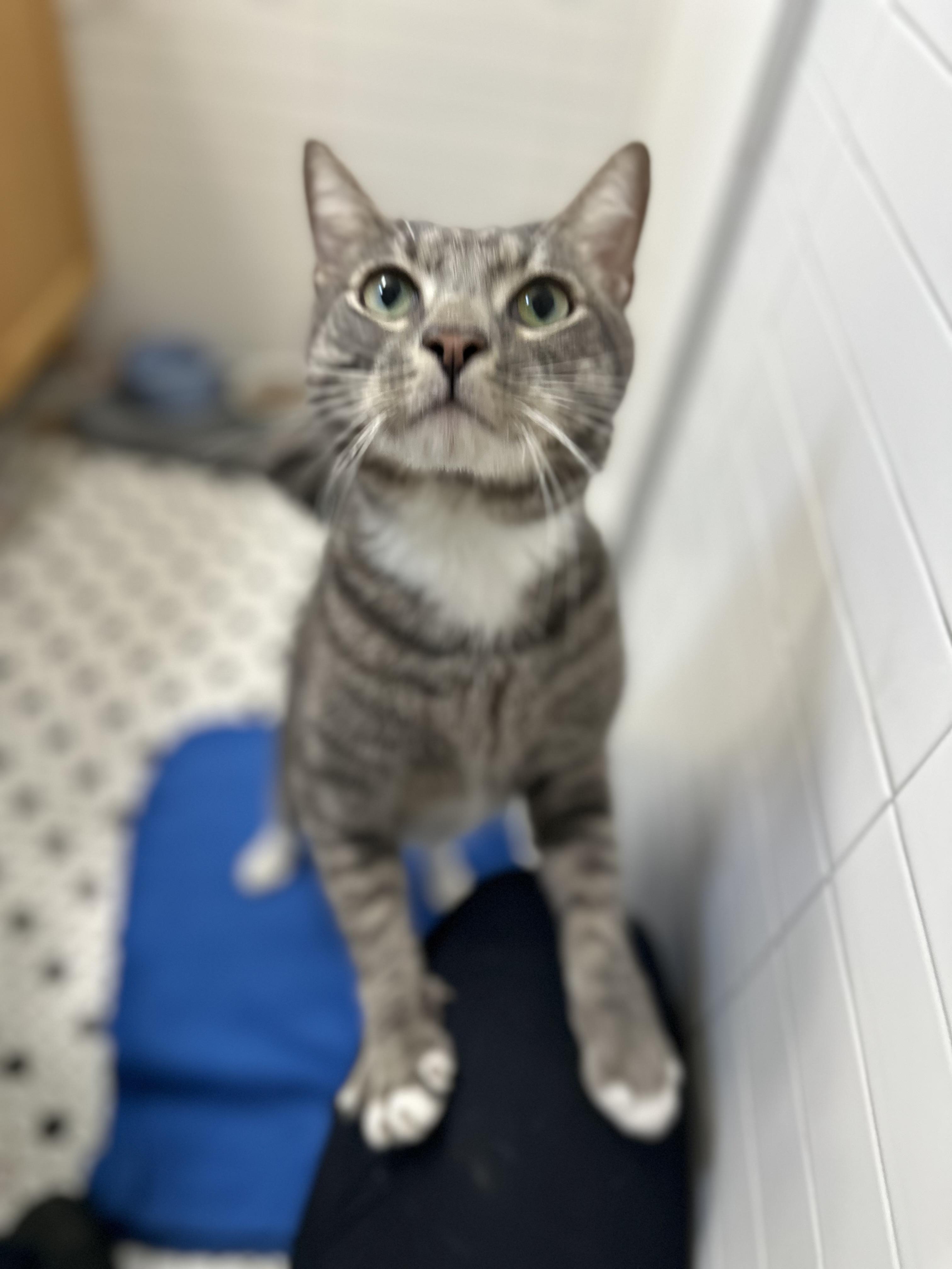 Seymour Charlie (owner died) VIDEO!! Talker! Loves pets (and sinks)!, a ADOPTABLE Domestic Short Hair in Port Orange, FL image 5/6