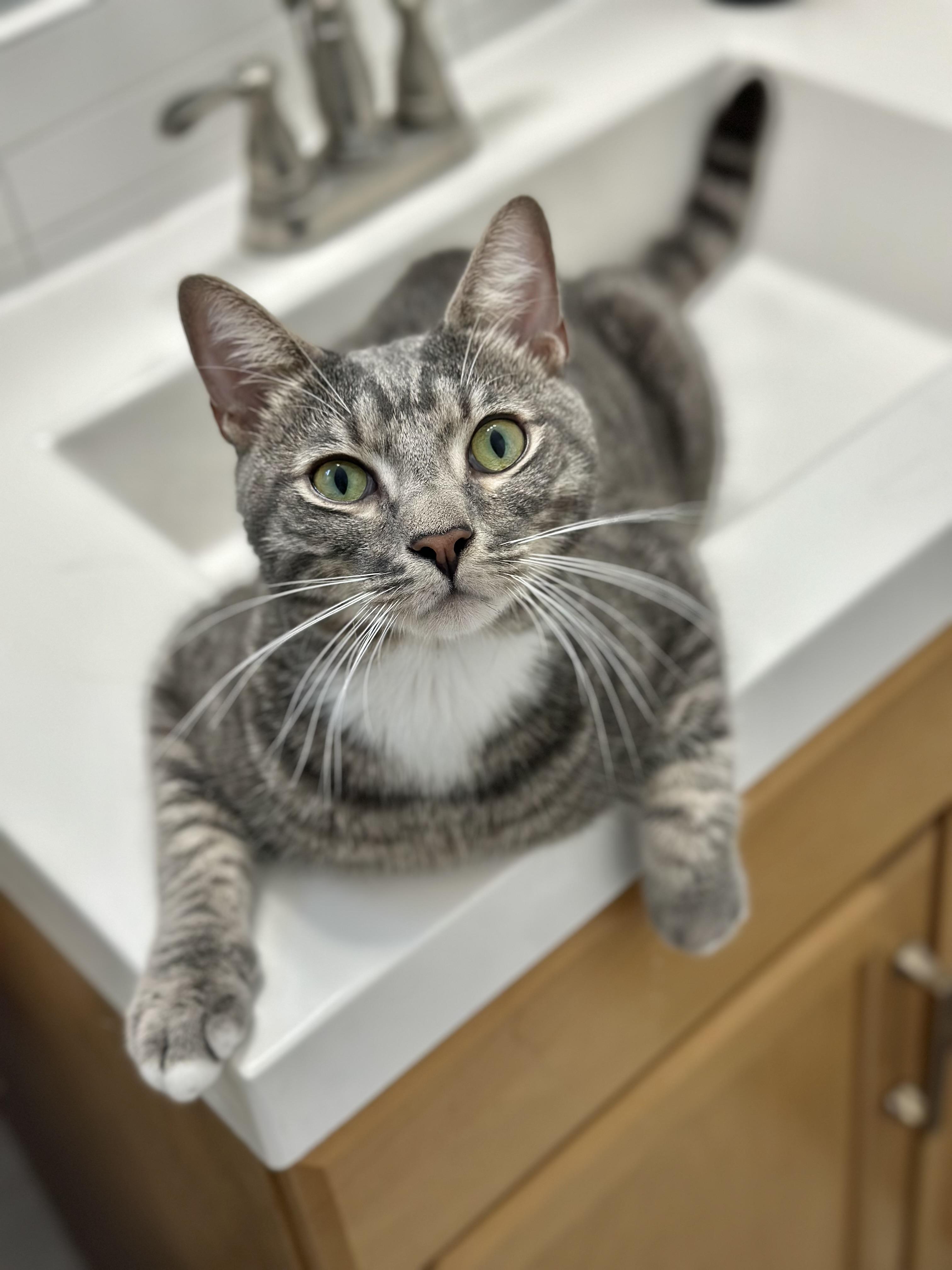 Seymour Charlie (owner died) VIDEO!! Talker! Loves pets (and sinks)!, a ADOPTABLE Domestic Short Hair in Port Orange, FL image 1/6