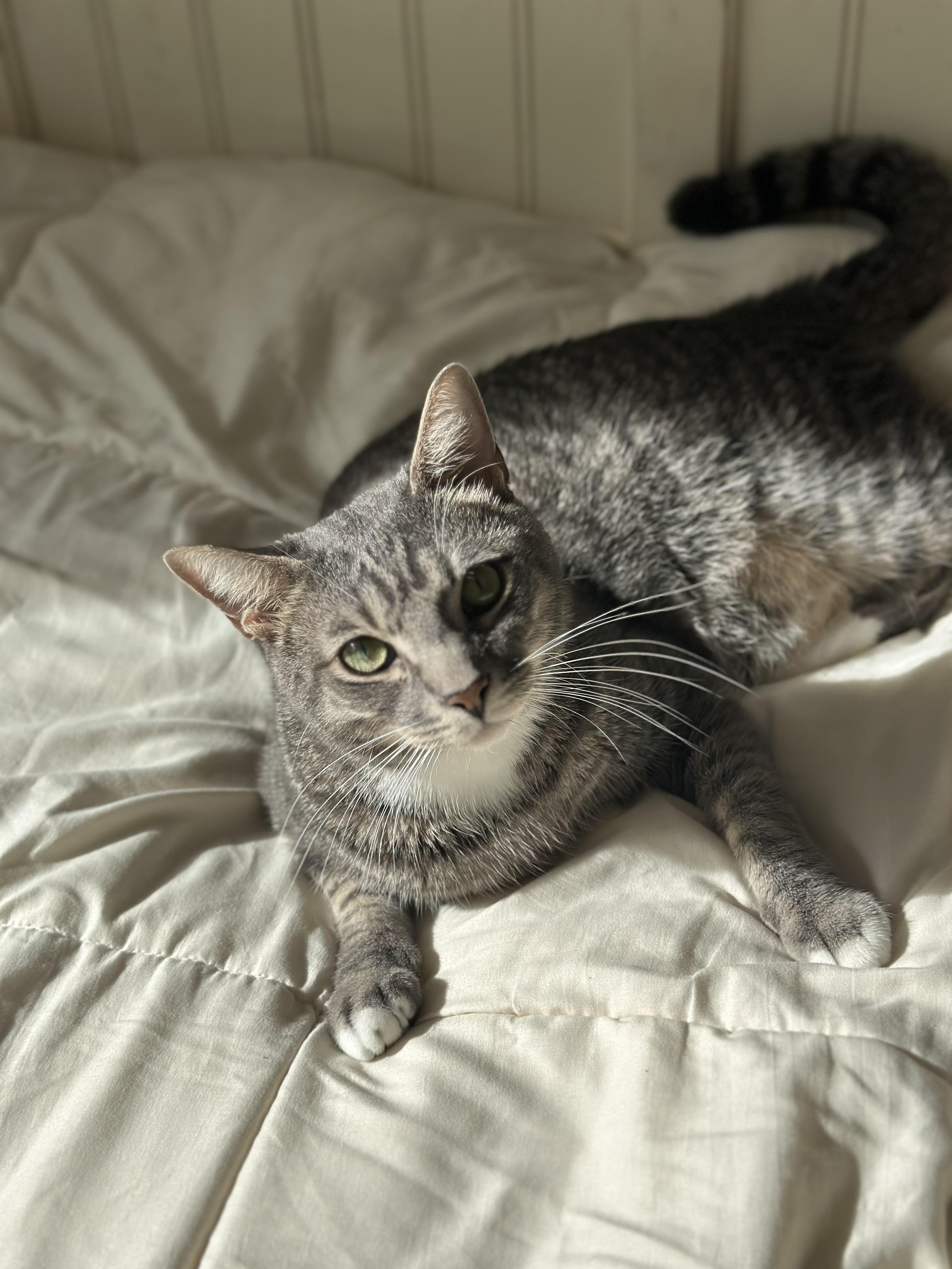 Seymour Charlie (owner died) VIDEO!! Talker! Loves pets (and sinks)!, a ADOPTABLE Domestic Short Hair in Port Orange, FL image 4/6