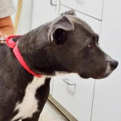 Enlarge Pumpkin, a Adoptable American Staffordshire Terrier in Green Valley, AZ image 1/6