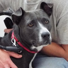 Enlarge Pumpkin, a Adoptable American Staffordshire Terrier in Green Valley, AZ image 3/6