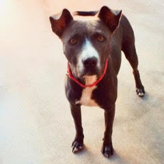 Enlarge Pumpkin, a Adoptable American Staffordshire Terrier in Green Valley, AZ image 6/6