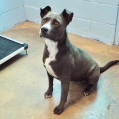 Enlarge Pumpkin, a Adoptable American Staffordshire Terrier in Green Valley, AZ image 2/6