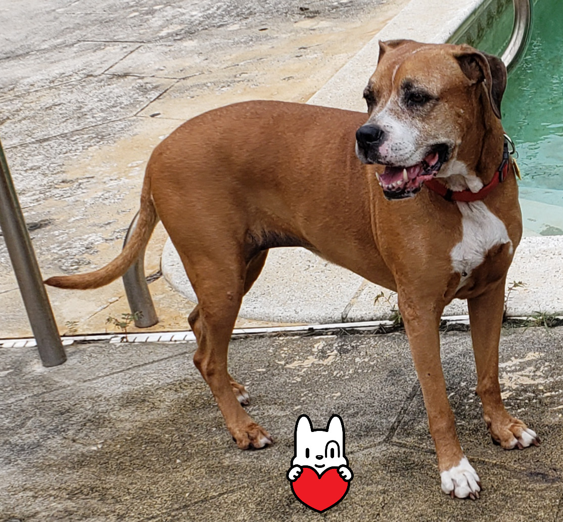 Luna the senior Boxer mix, Adoptable, Senior Female Boxer.