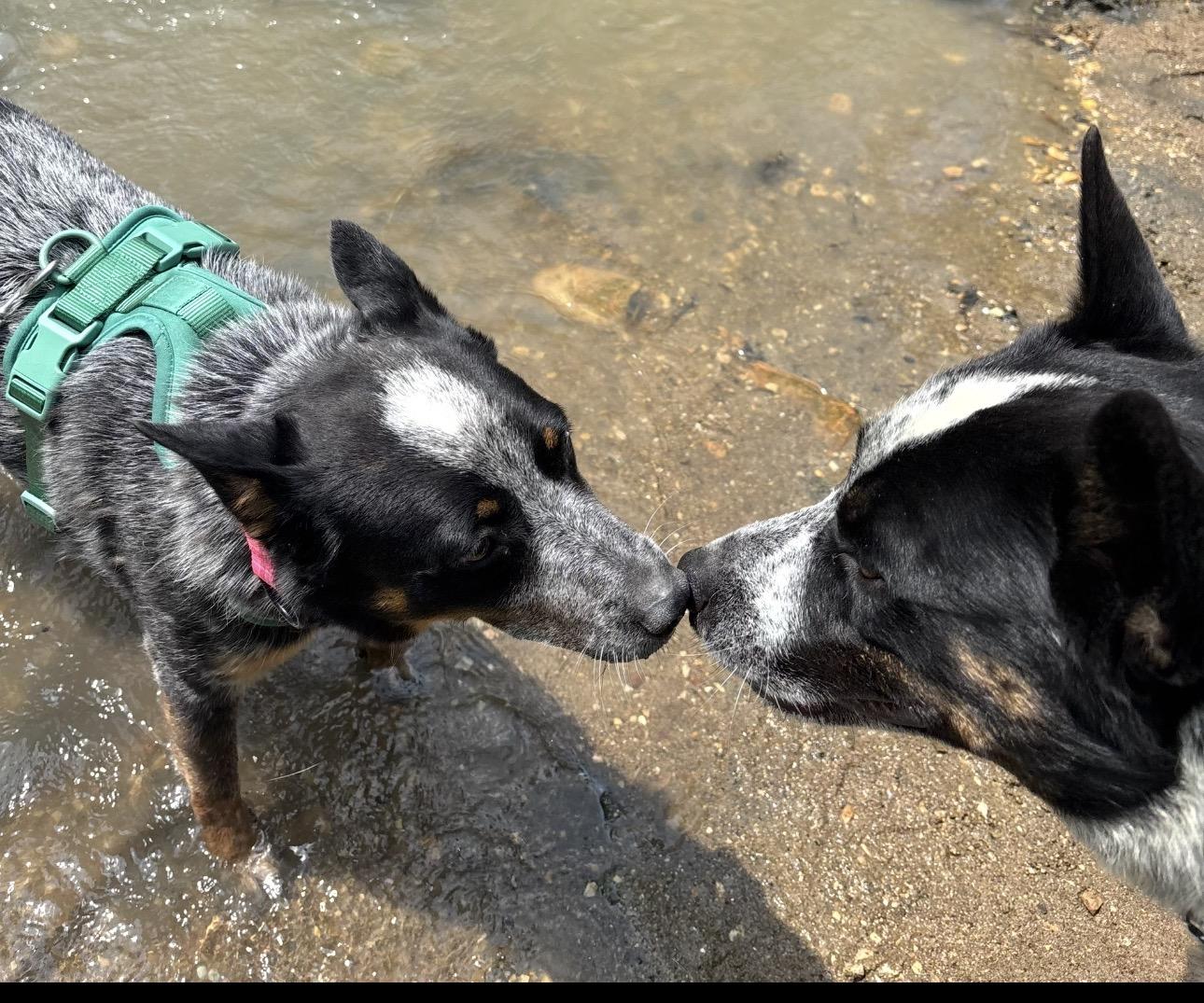 Bindi, a Adoptable Australian Cattle Dog / Blue Heeler in Joliet, IL image 4/5
