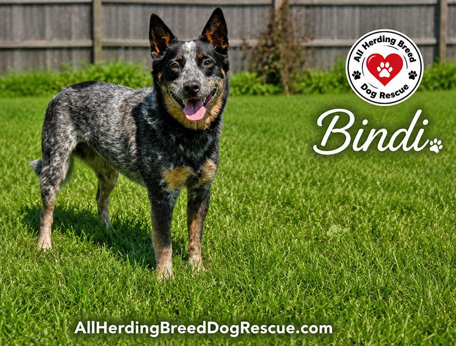 Bindi, Adoptable, Young Female Australian Cattle Dog / Blue Heeler.