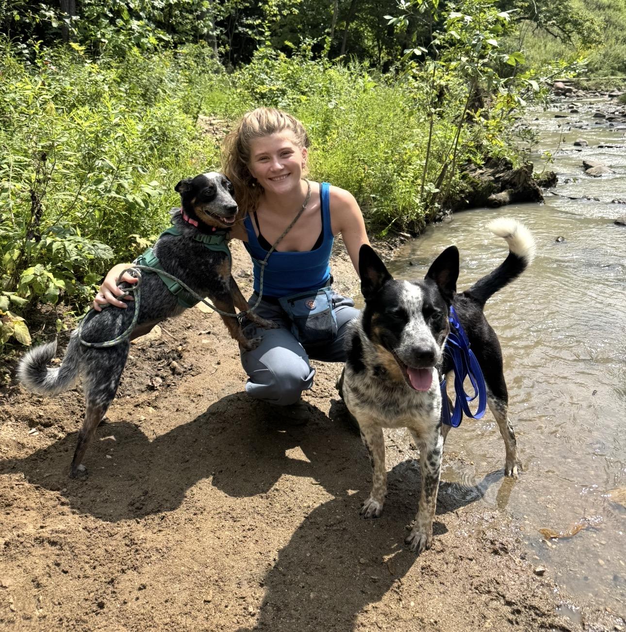 Bindi, a Adoptable Australian Cattle Dog / Blue Heeler in Joliet, IL image 5/5