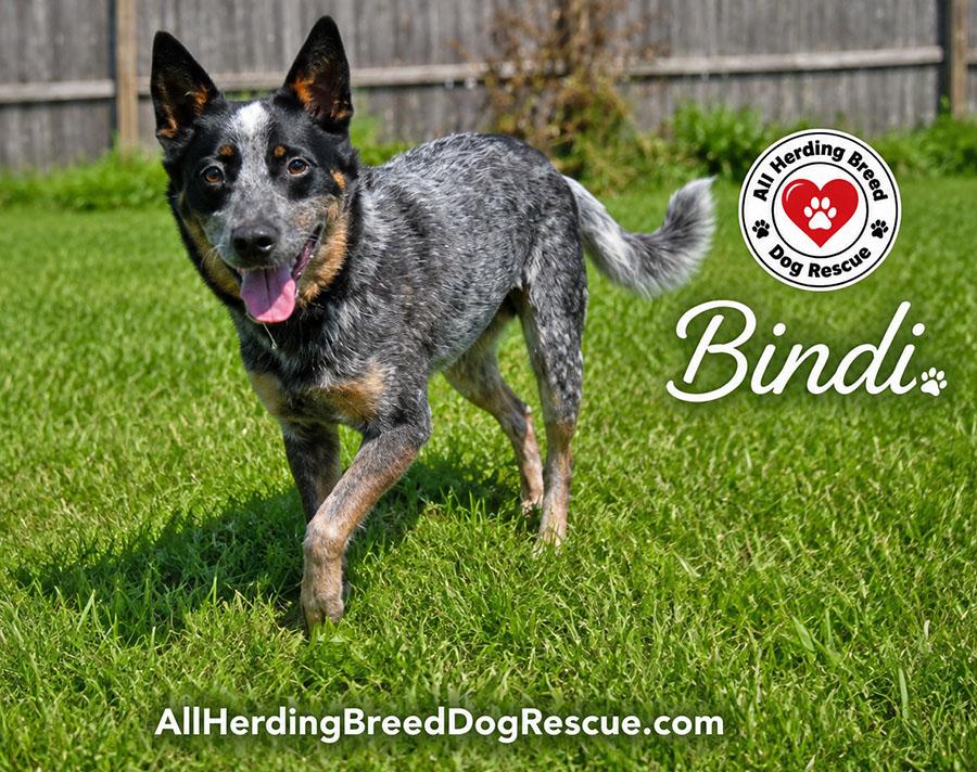 Bindi, a Adoptable Australian Cattle Dog / Blue Heeler in Joliet, IL image 3/5