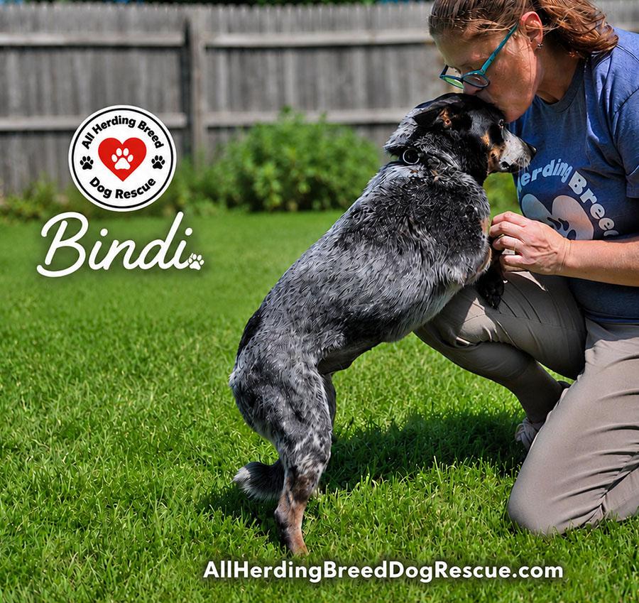 Bindi, a Adoptable Australian Cattle Dog / Blue Heeler in Joliet, IL image 2/5