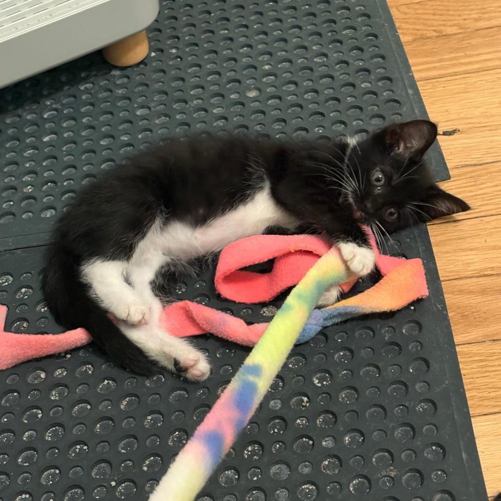 Enlarge Snowy, a Adoptable Domestic Short Hair in Evanston, IL image 1/3