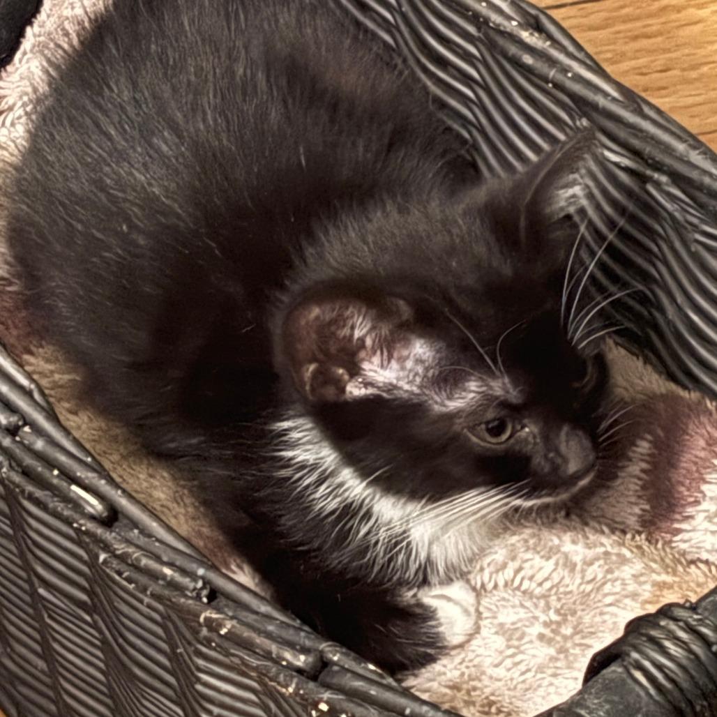 Enlarge Snowy, a Adoptable Domestic Short Hair in Evanston, IL image 2/3