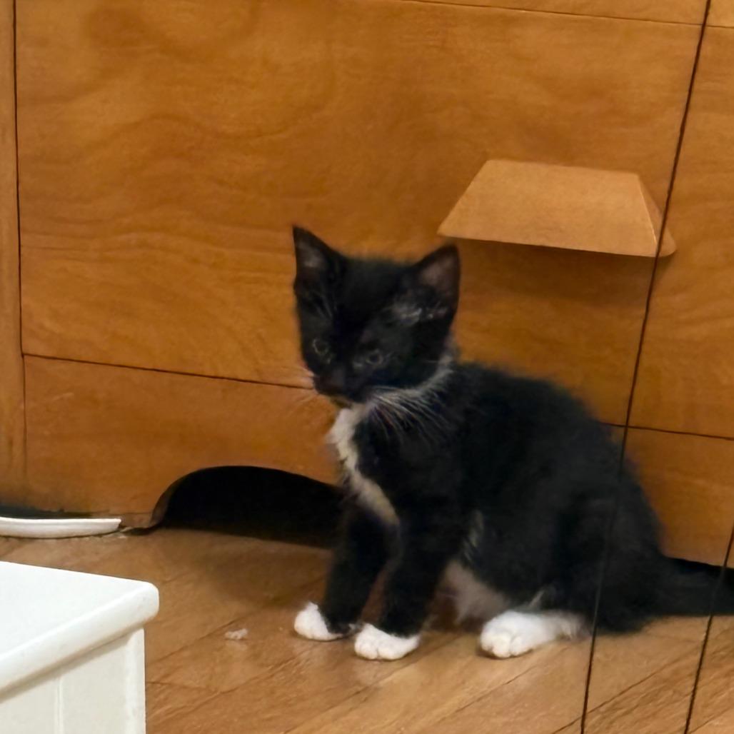 Enlarge Snowy, a Adoptable Domestic Short Hair in Evanston, IL image 3/3