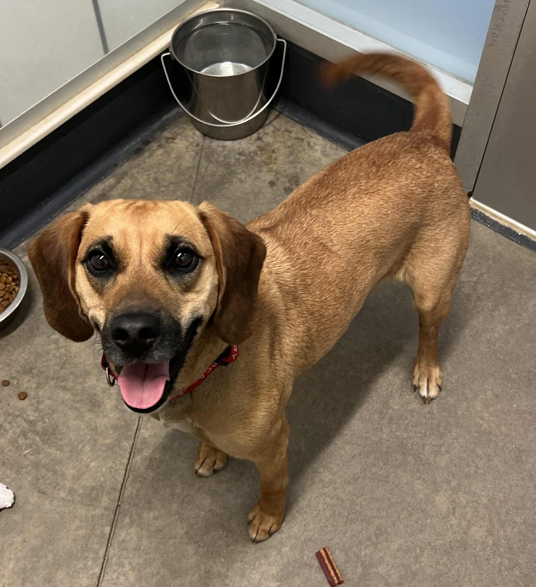 Daisy, Adopted, Young Female Beagle & Hound.