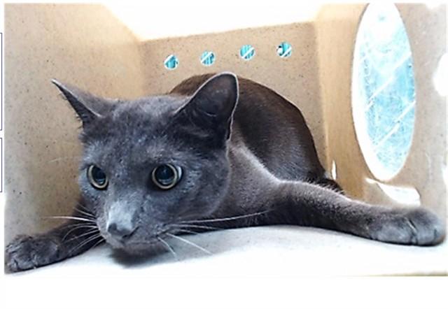 SHADOW, Adoptable, Adult Male Domestic Short Hair.
