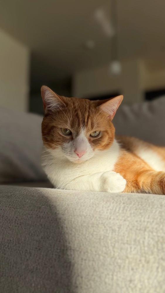 Almond, Adoptable, Adult Female Domestic Short Hair.