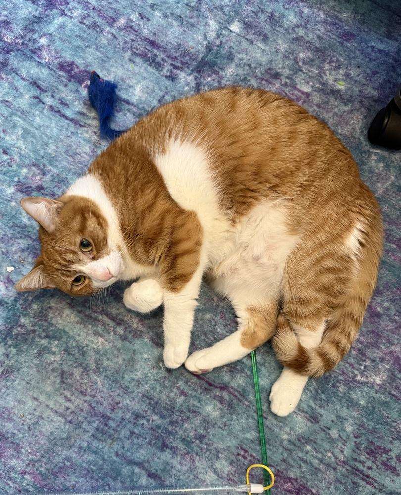 Enlarge Almond, a Adoptable mixed breed in Union Grove, WI image 2/6