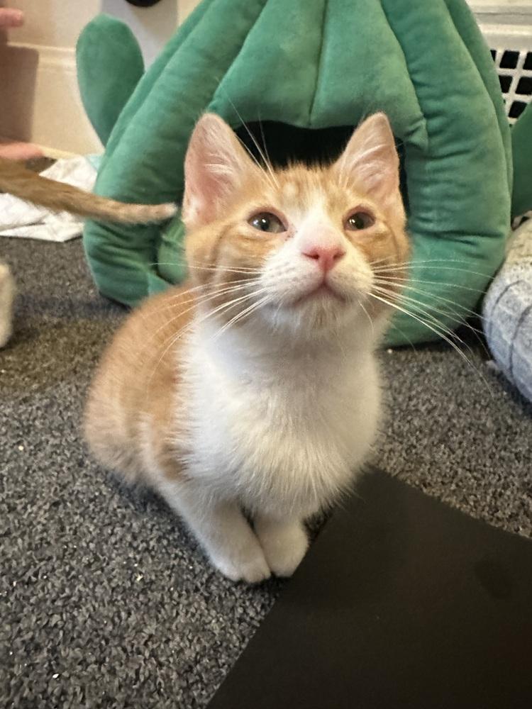 Enlarge Almond, a Adoptable mixed breed in Union Grove, WI image 3/6