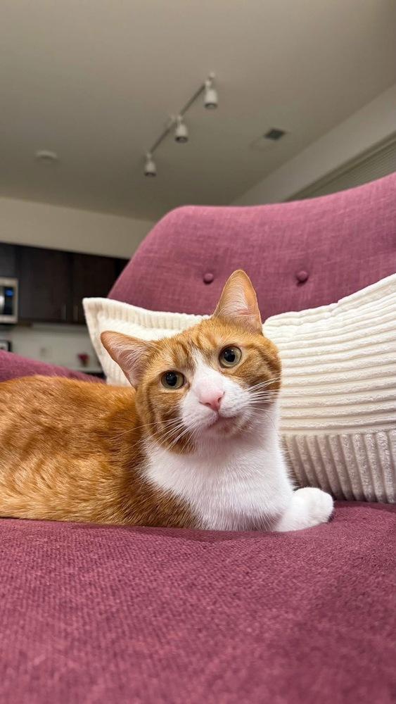 Enlarge Almond, a Adoptable mixed breed in Union Grove, WI image 4/6