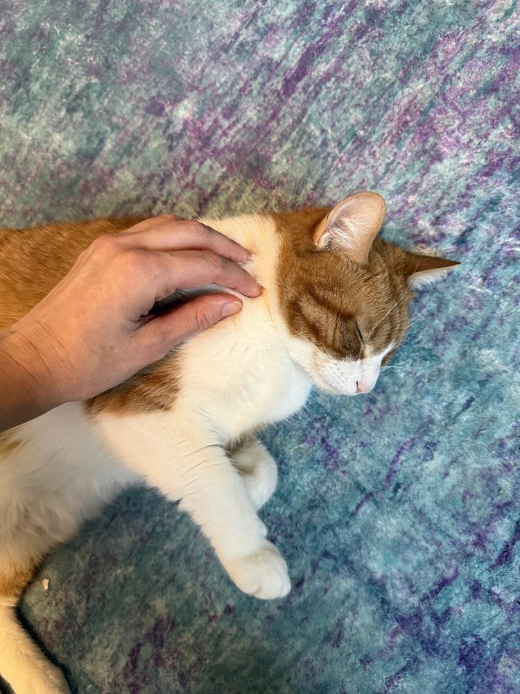 Enlarge Almond, a Adoptable mixed breed in Union Grove, WI image 5/6