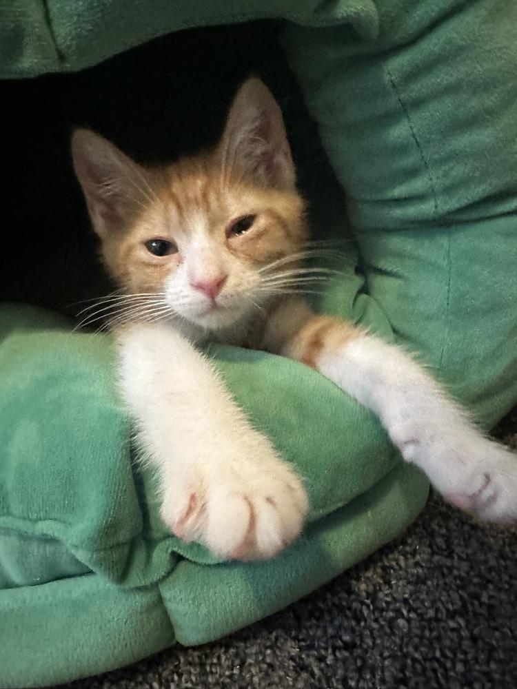 Enlarge Almond, a Adoptable mixed breed in Union Grove, WI image 6/6