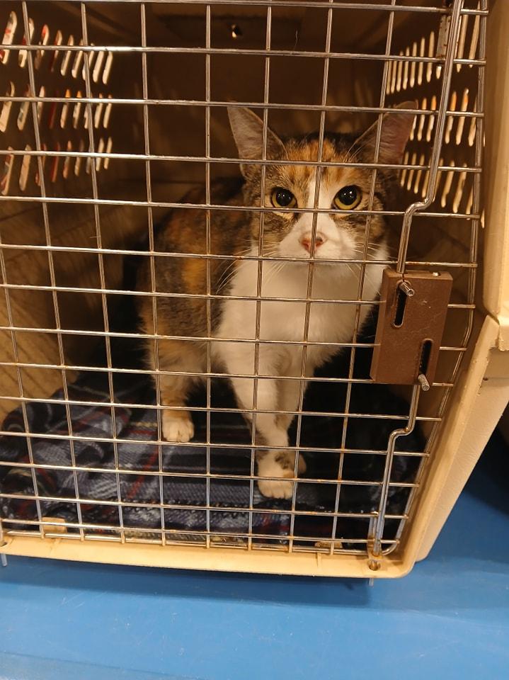 Enlarge Luna, a Adoptable Domestic Short Hair in Lonsdale, AR image 2/3