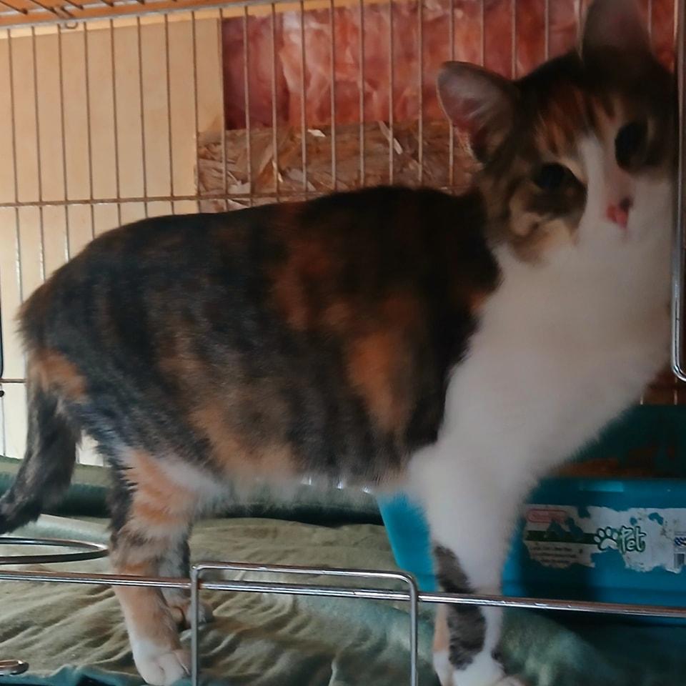 Luna, Adoptable, Adult Female Domestic Short Hair.