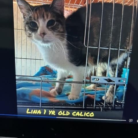 Enlarge Luna, a Adoptable Domestic Short Hair in Lonsdale, AR image 3/3