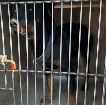 ROKU, Adoptable, Adult Male Rottweiler.