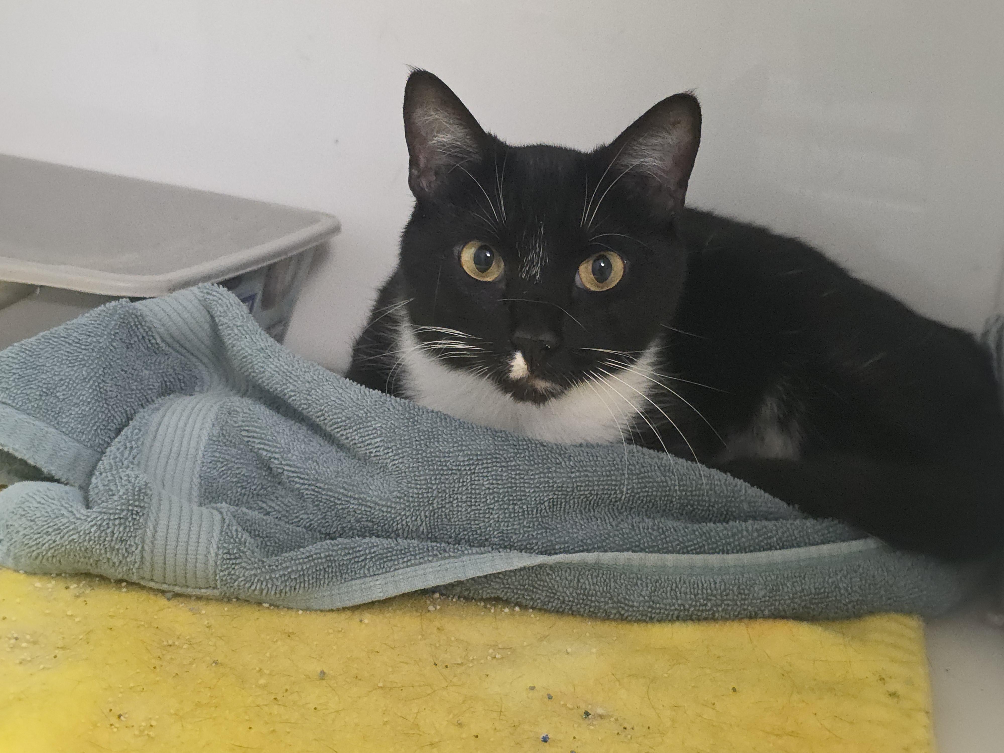 Jasper, ADOPTABLE, Adult Male Domestic Short Hair.