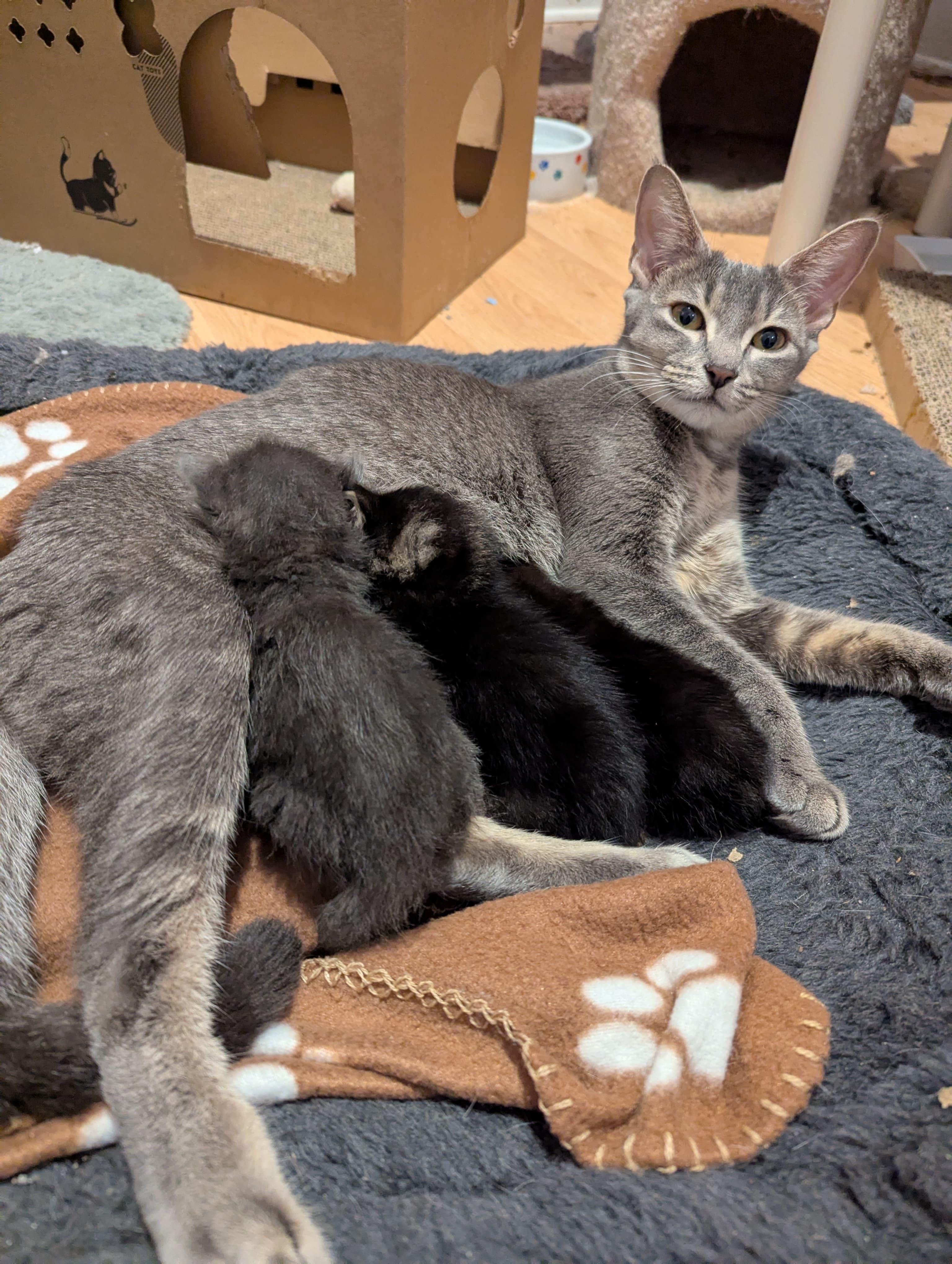 Enlarge Mitts, an adoptable mixed breed in Morristown, NJ image 3/6