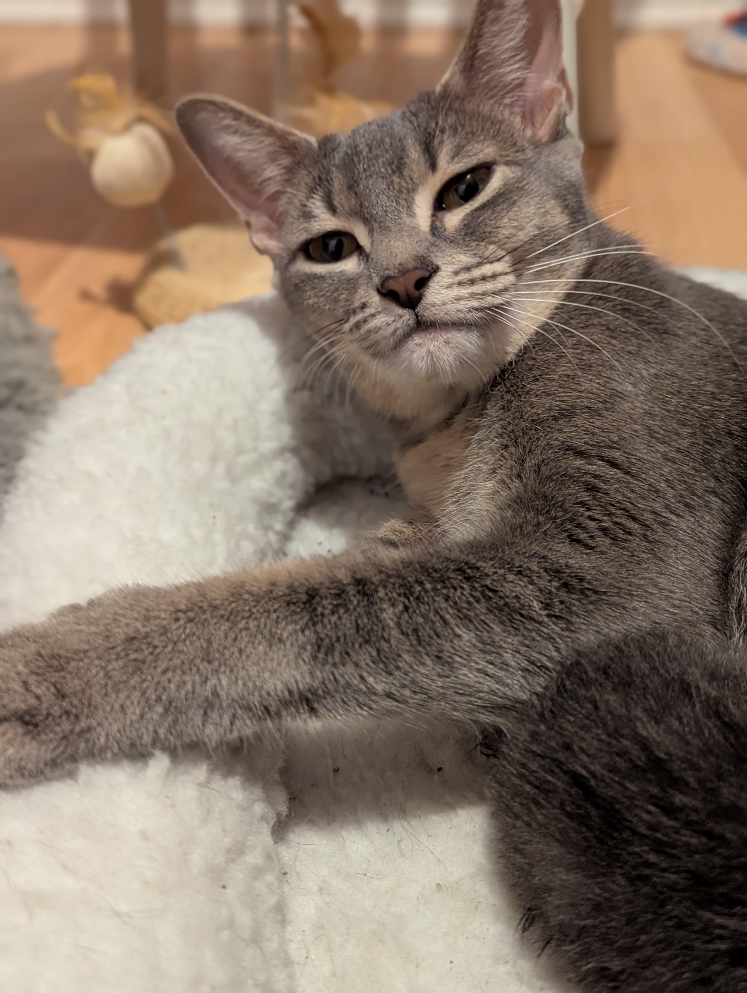 Enlarge Mitts, an adoptable mixed breed in Morristown, NJ image 6/6